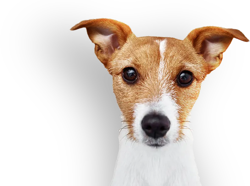 Cachorro do Plano IdeAU